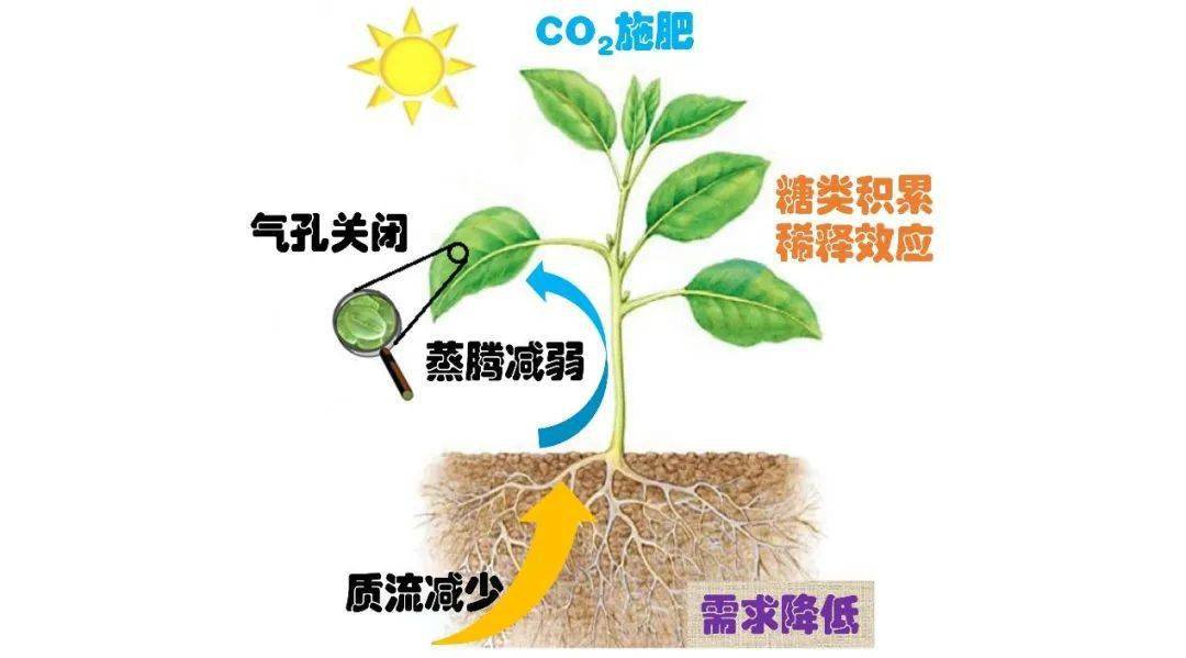 蔬菜科学施肥(蔬菜科学施肥pdf)