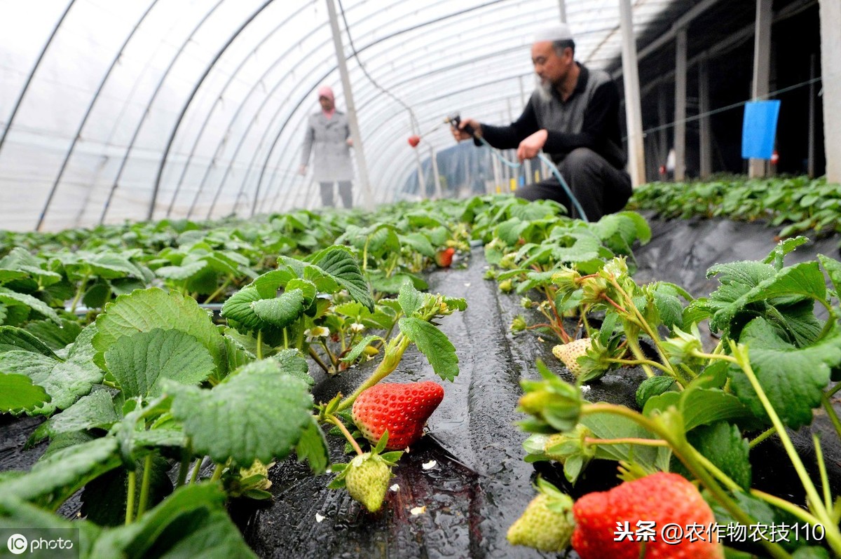 草莓种植农药多吗(草莓种植是否会大量使用农药)