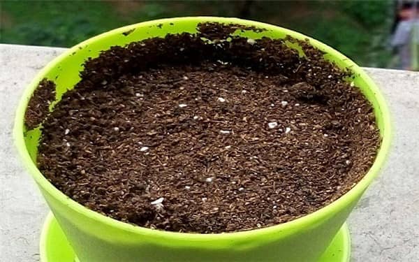 土壤杀虫方法(兰花土壤杀虫的最好方法)