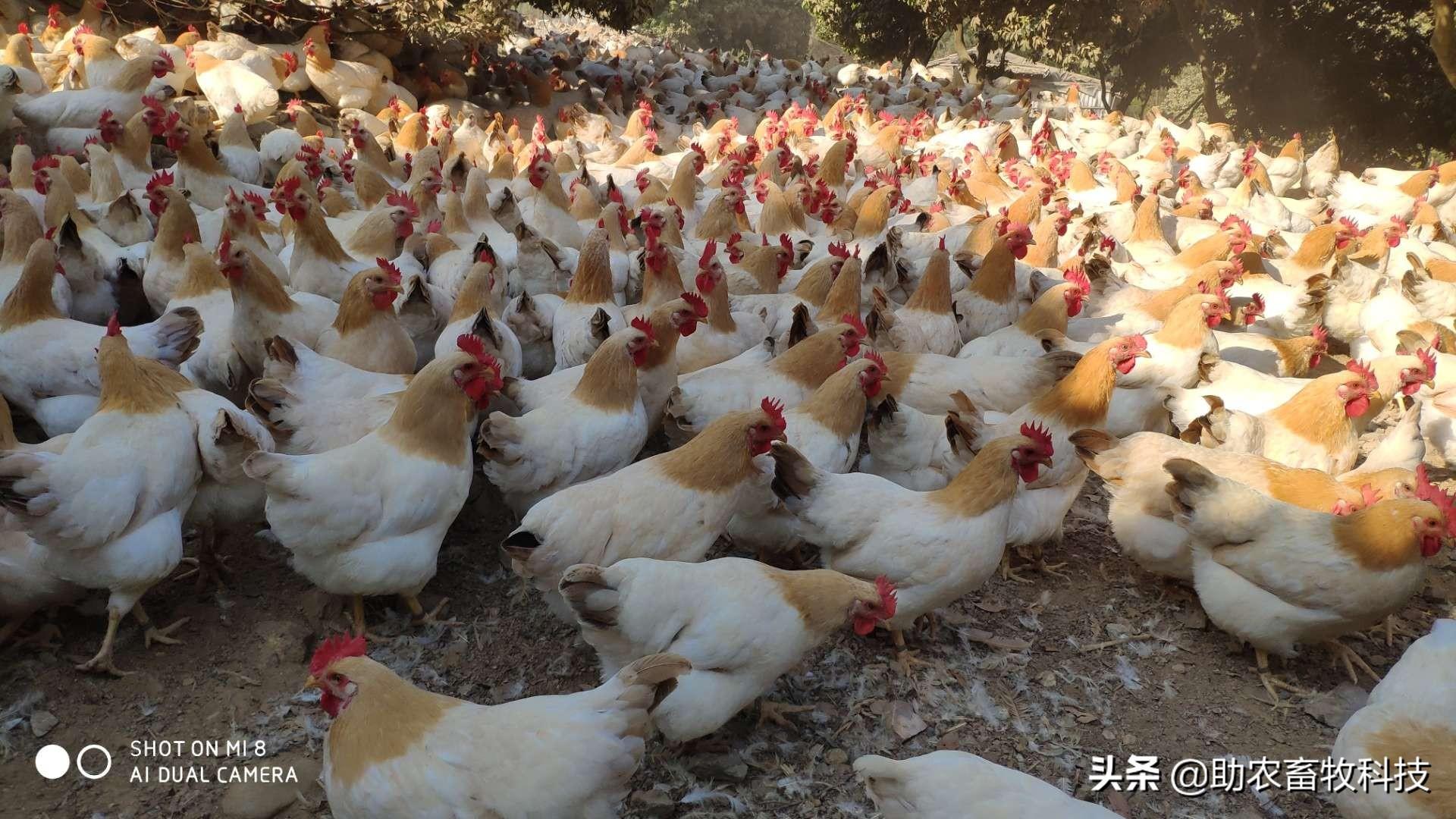 生态蛋鸡养殖(生态蛋鸡养殖技术)