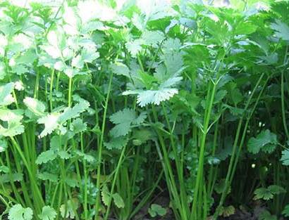 香菜根种植方法和时间(香菜根不拔第二年还长吗)