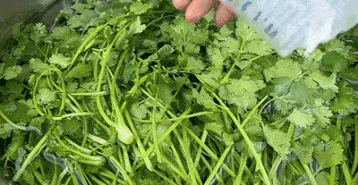 香菜根种植方法和时间(香菜根不拔第二年还长吗)