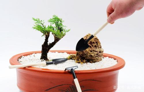 如何给盆栽施肥(如何给盆栽施肥肥料)