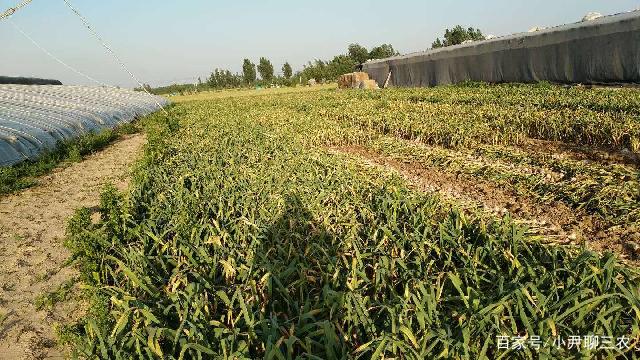 蔬菜春季种植(春季栽种的蔬菜)