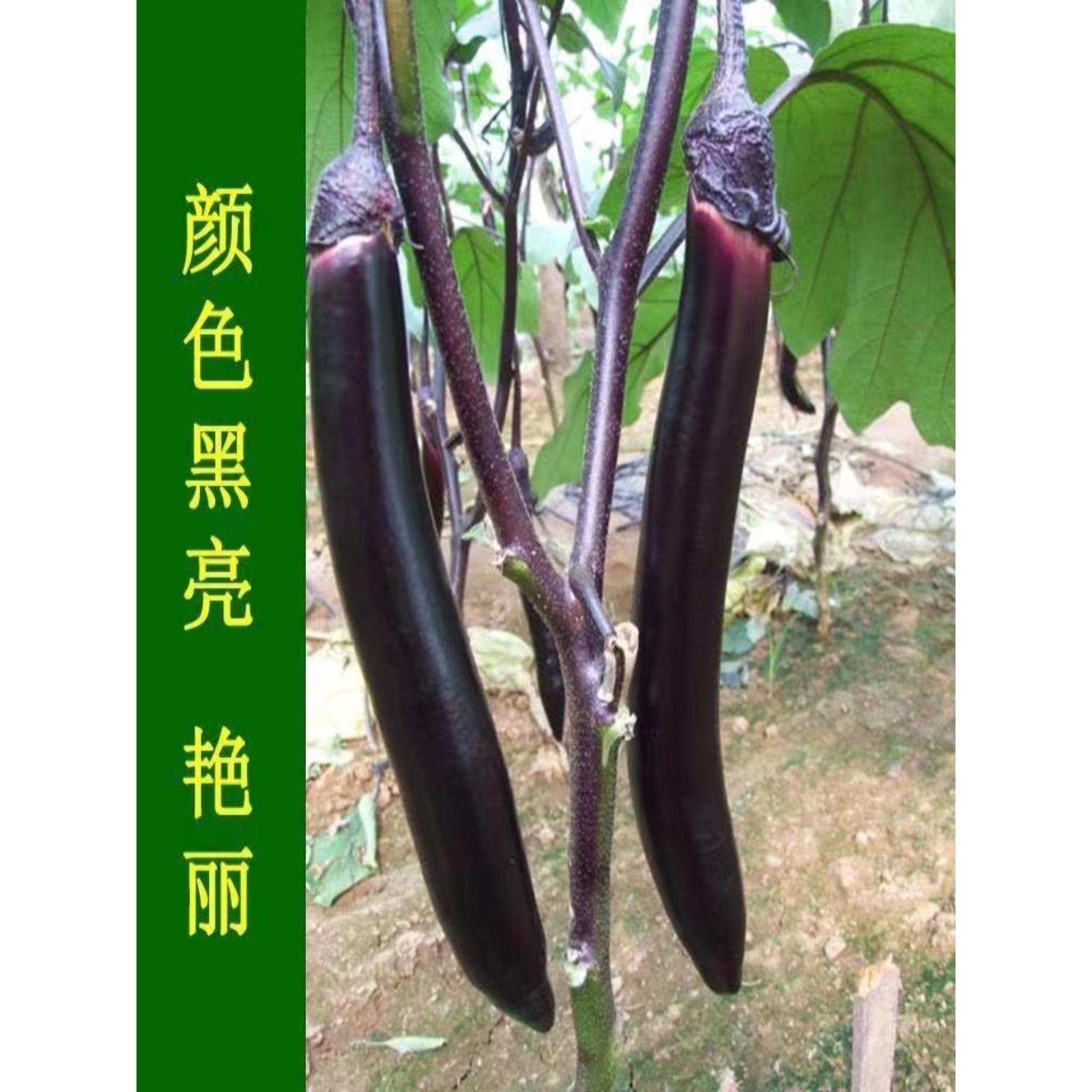 茄子怎么种才能高产(茄子怎么种才能高产丰收)