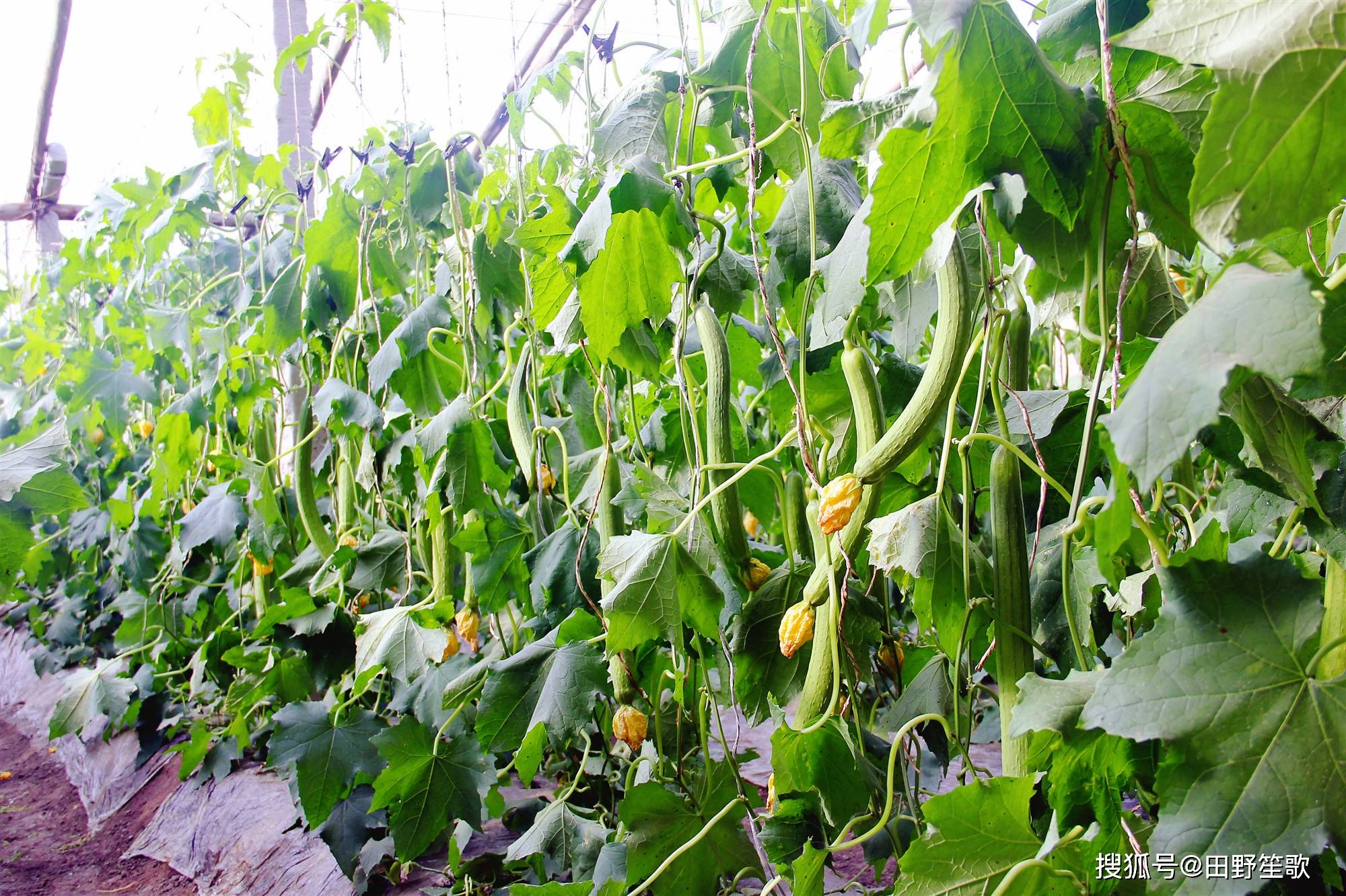 丝瓜怎么栽种(丝瓜怎么种植方法如下)