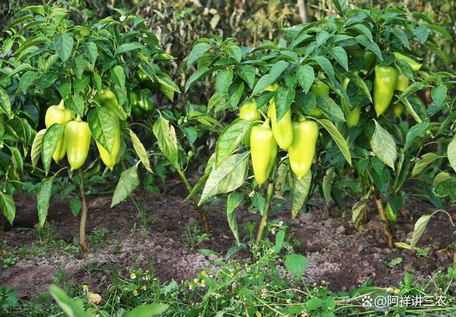 如何种植辣椒获高产(如何种植辣椒获高产量)
