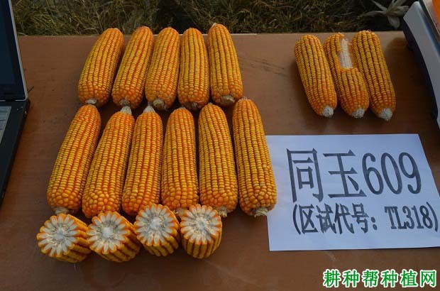 包含锋玉999玉米品种简介的词条