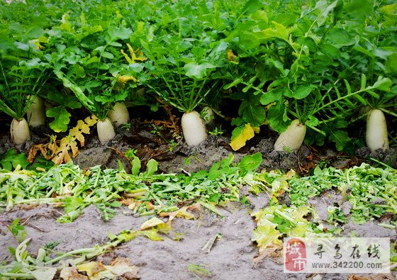 现在能种白萝卜吗(现在能种白萝卜吗最新消息)