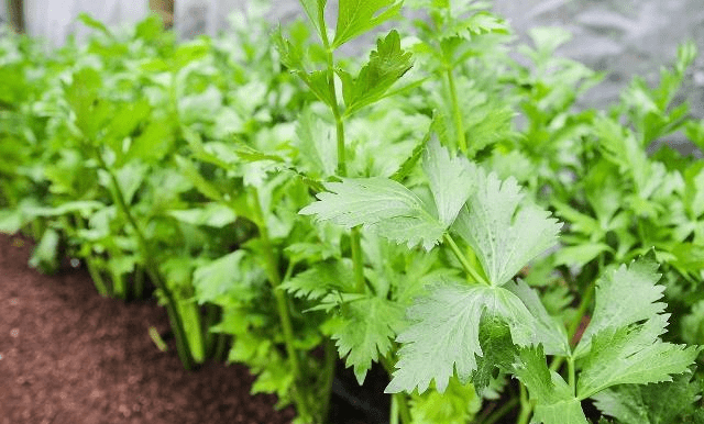 春天可种芹菜吗(春天种的芹菜能过冬吗)