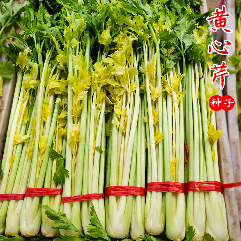 春天可种芹菜吗(春天种的芹菜能过冬吗)