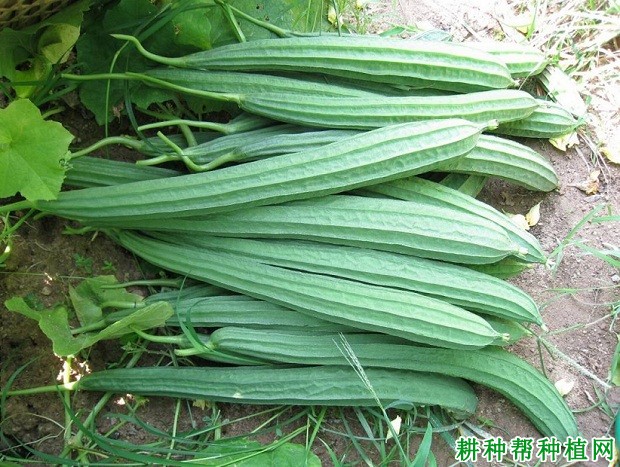 硬皮丝瓜图片(硬皮丝瓜叫什么)