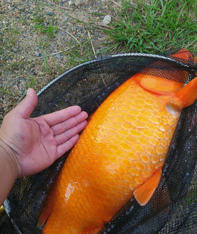 红鲤鱼繁殖(红鲤鱼繁殖期是什么时候)
