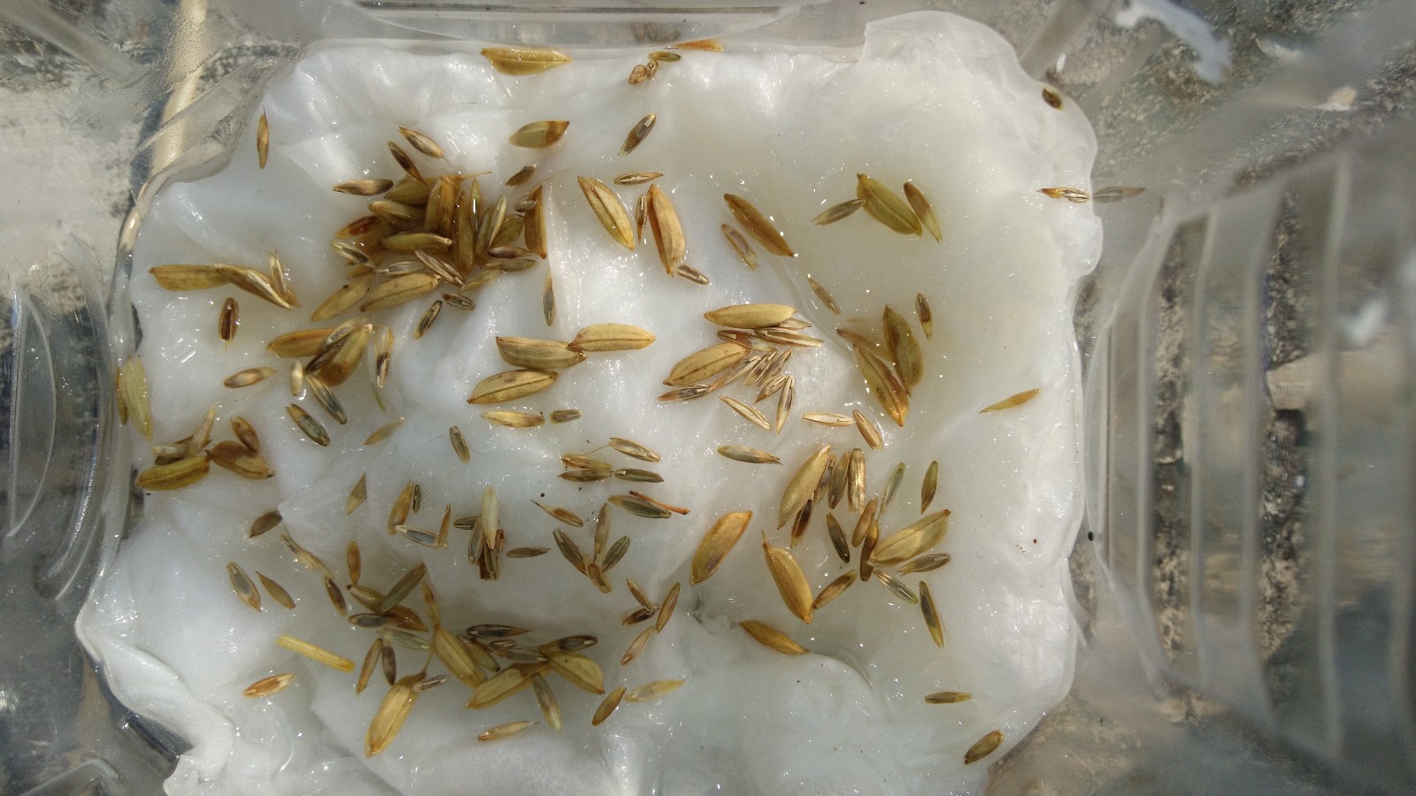 水稻种子的样子(水稻种子的样子图片)