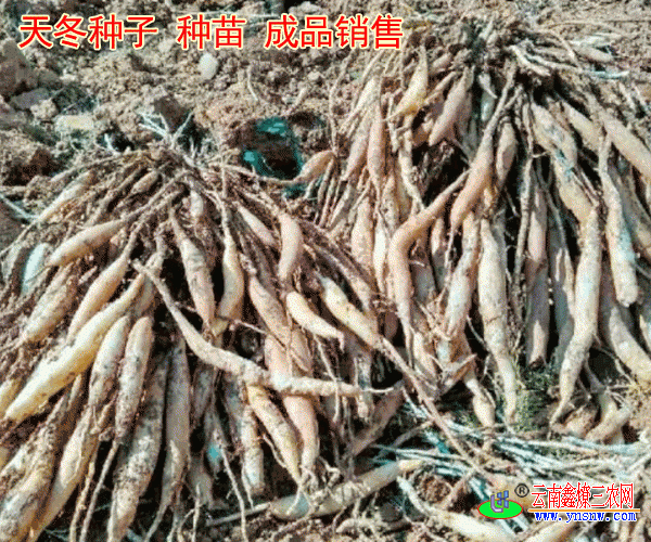 天冬怎样育苗(天冬育苗什么时间育,什么样育)