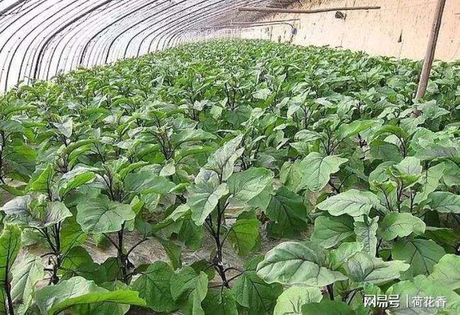 茄子的种植间距和行距(茄子的种植间距和行距是多少)