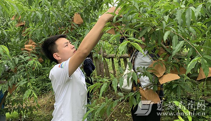 冬桃病虫害防治(冬桃病虫害防治方法)