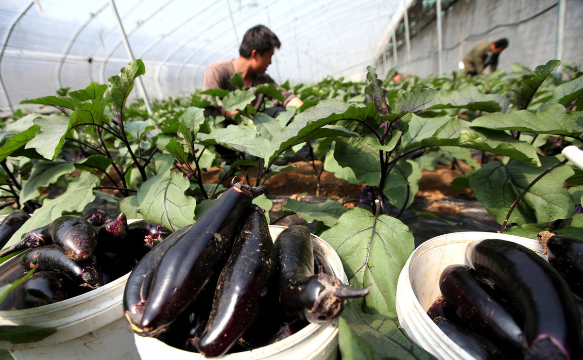 茄子怎么播种(茄子怎么播种最好)