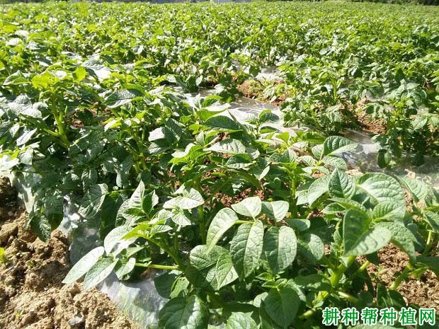 土豆种植施肥(土豆种植施肥配方视频)