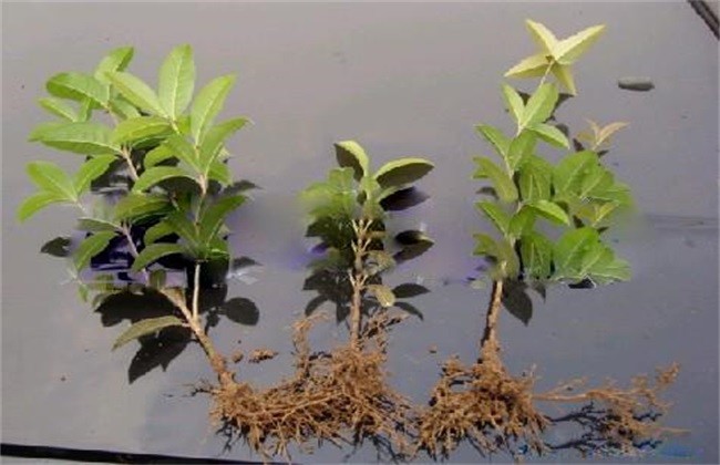 桂花怎样施肥(桂花怎样施肥浇水)
