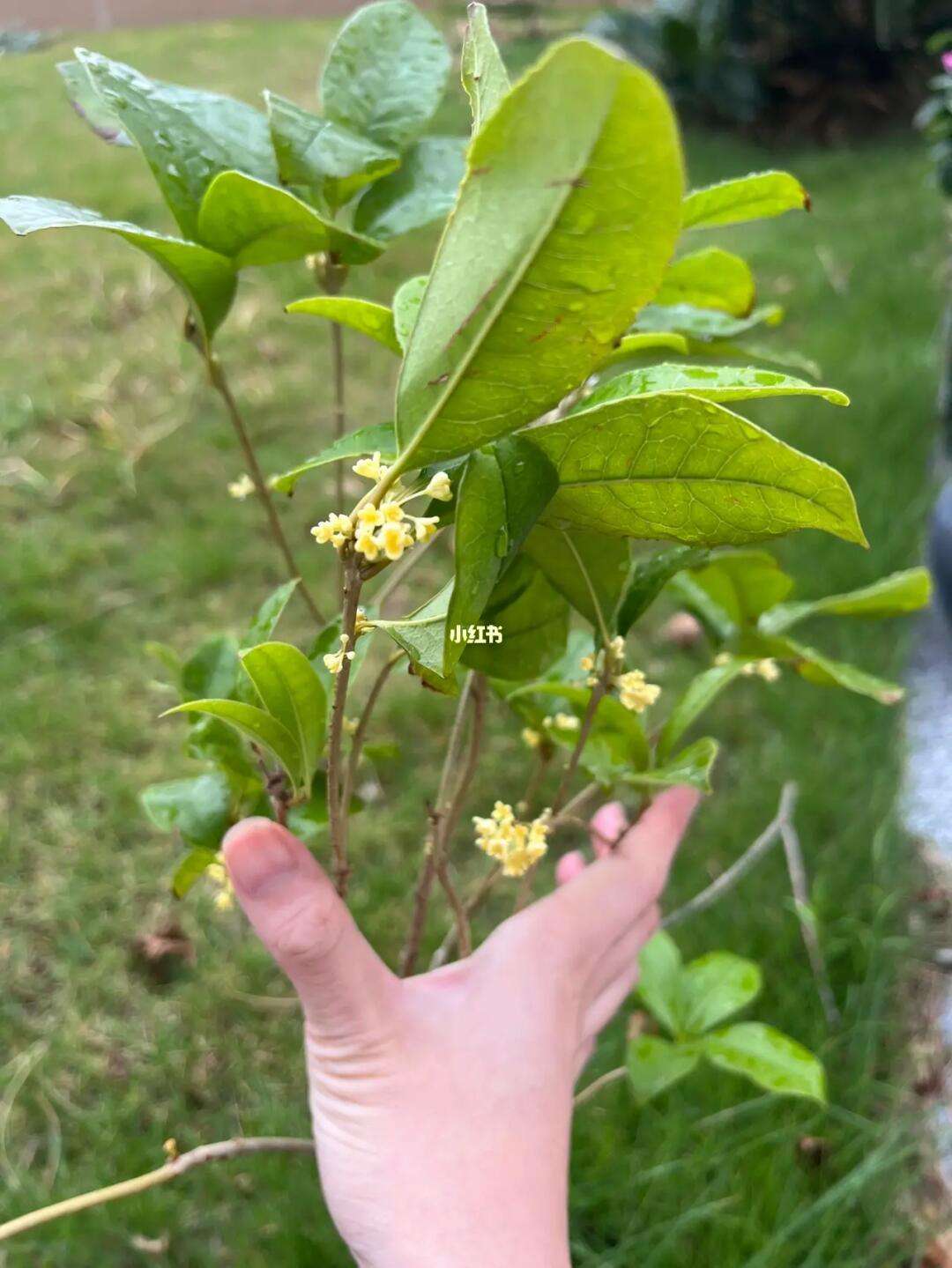 桂花怎样施肥(桂花怎样施肥浇水)