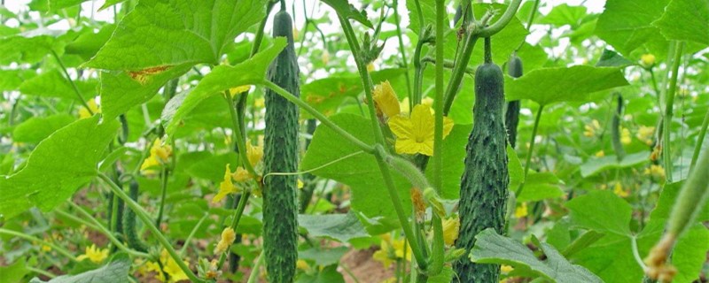 7月份能种啥蔬菜(7月能种什么蔬菜种子)