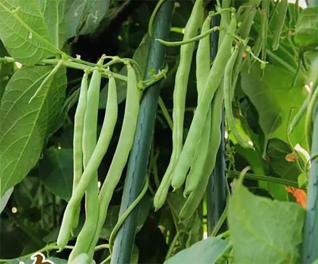 7月份能种啥蔬菜(7月能种什么蔬菜种子)