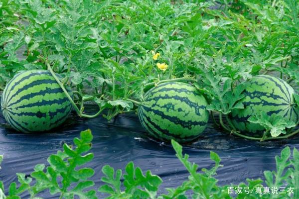 大田种植西瓜的施肥技术(大田种植西瓜的施肥技术与管理)