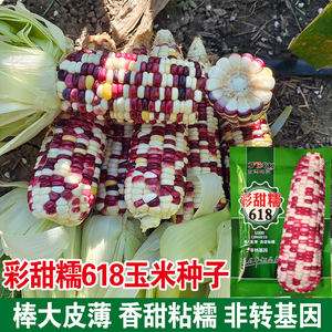 彩色玉米种子(彩色玉米是不是转基因玉米)