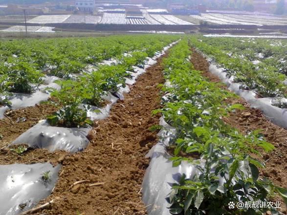 土豆种植施肥技术(土豆种植施肥技术与管理)