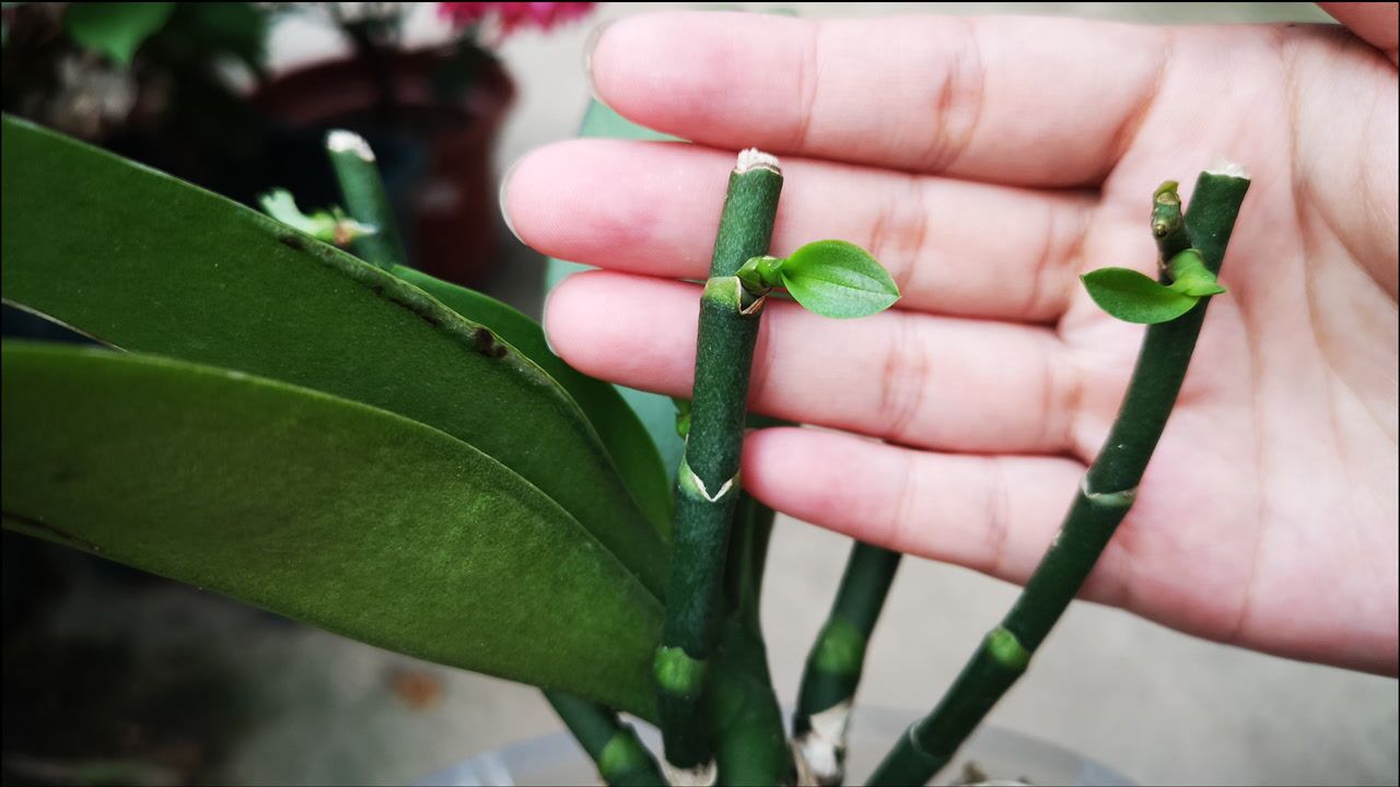 繁殖蝴蝶兰的方法(蝴蝶兰怎样繁殖新苗视频)