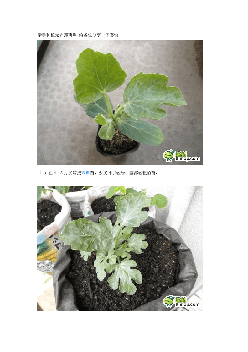 种西瓜怎么种(阳台种西瓜怎么种)