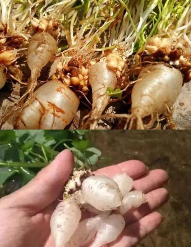 水晶萝卜怎么种(水晶萝卜怎么种才能发芽)