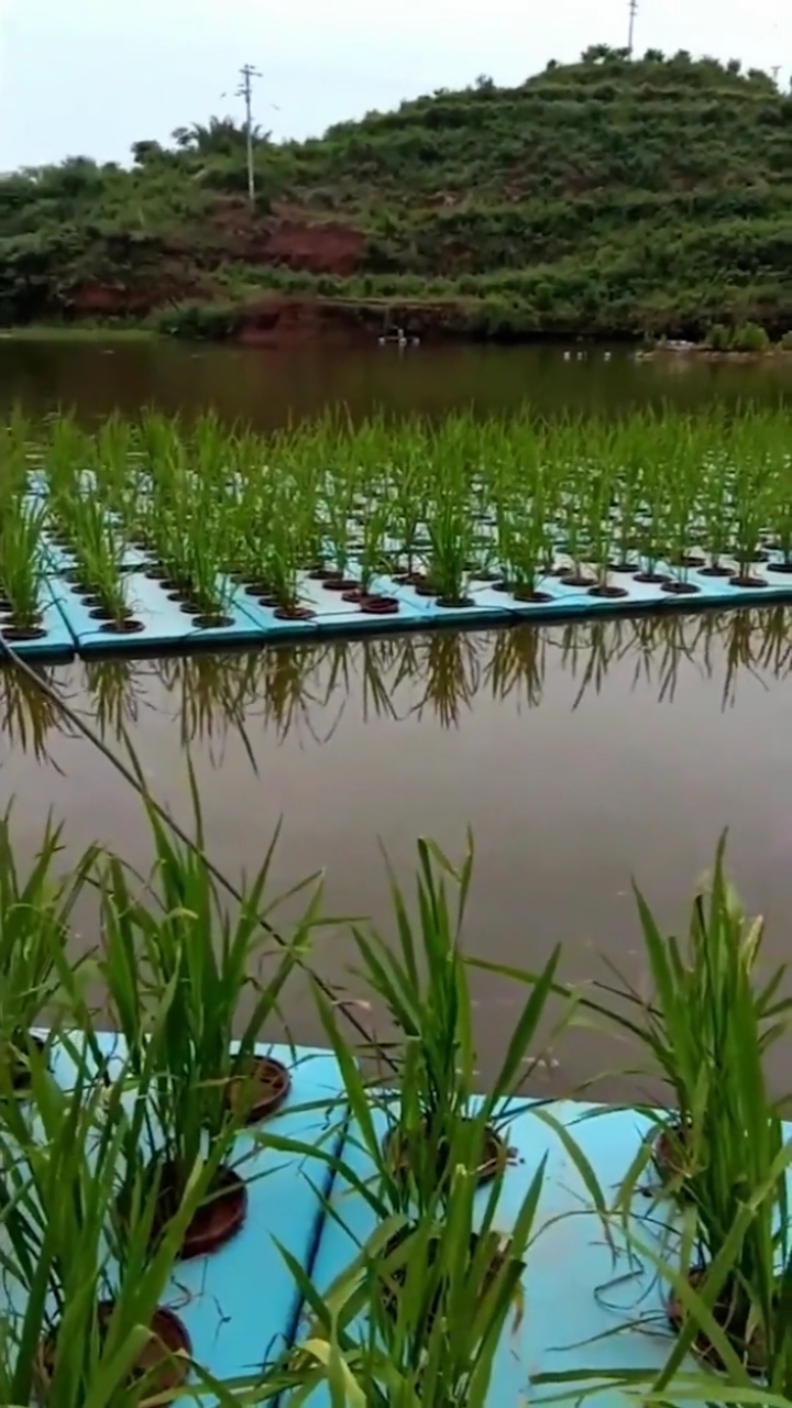 漂浮种水稻(水上种植水稻漂浮板)