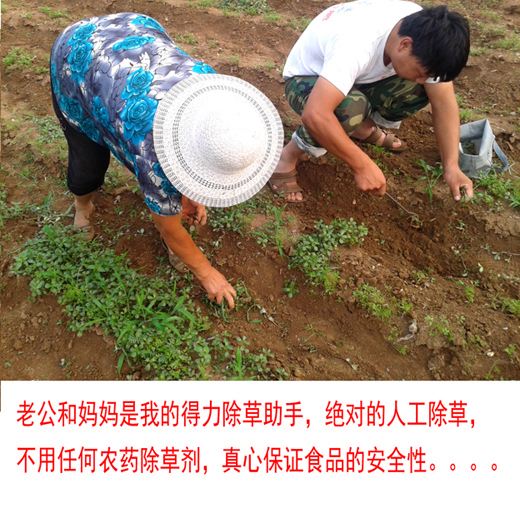 胡萝卜除草(胡萝卜除草剂用金都尔行吗)