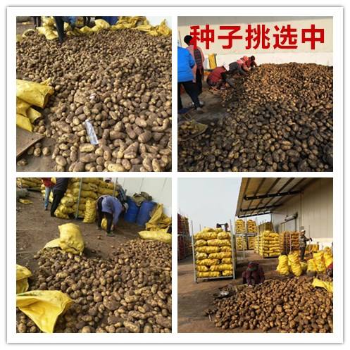 土豆种子技术(土豆种子技术视频)