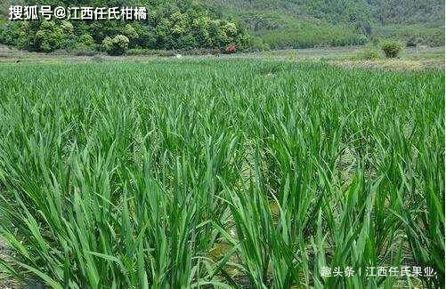 芦芛栽培方法(芦芛种子怎么种)