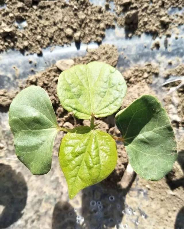 棉花育苗(棉花育苗打钵工具)