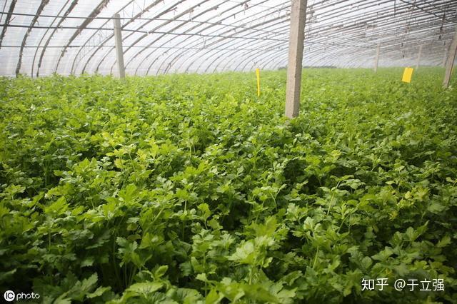 冬芹菜的种植方法和时间(冬芹菜的种植方法和时间及方法)