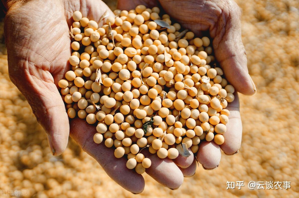 大豆播种温度(大豆播种深度多少)