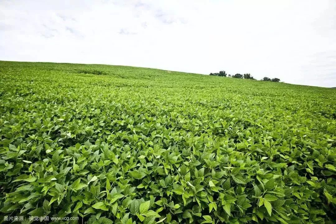 大豆播种温度(大豆播种深度多少)