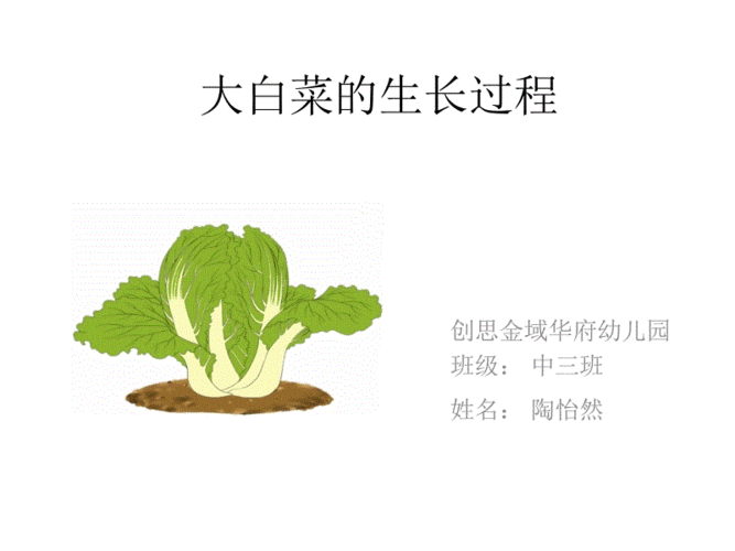 白菜的来源(白菜来源于哪里)