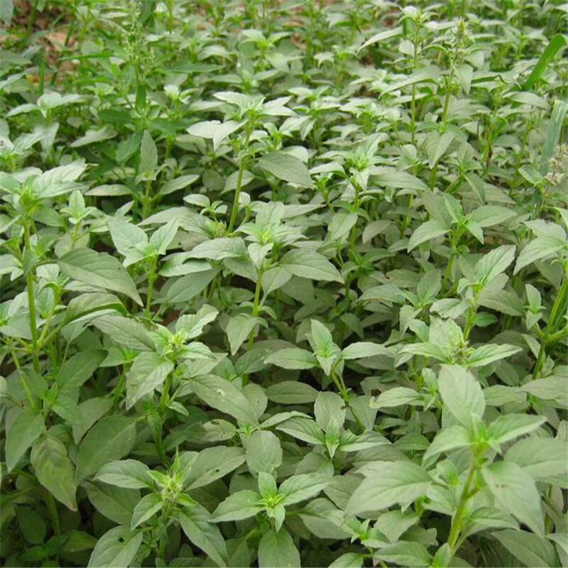 种芥菜要施什么肥(种芥菜施什么肥最佳)