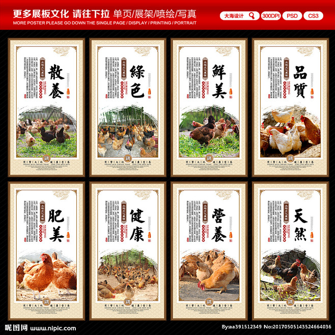 土鸡养殖技术与销售(土鸡的销售和宣传方法有哪些)