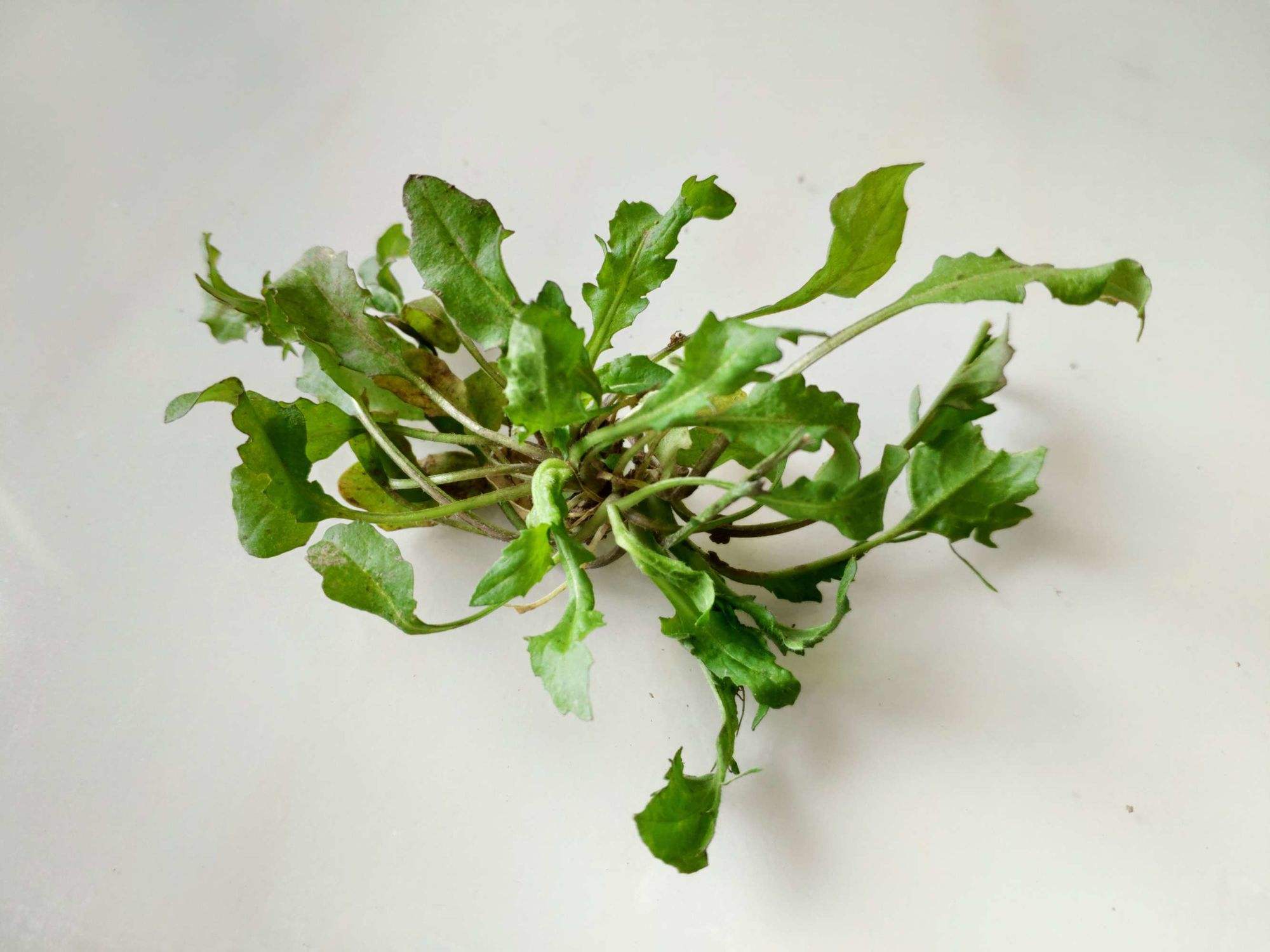 野荠菜的样子(野荠菜长得什么样)