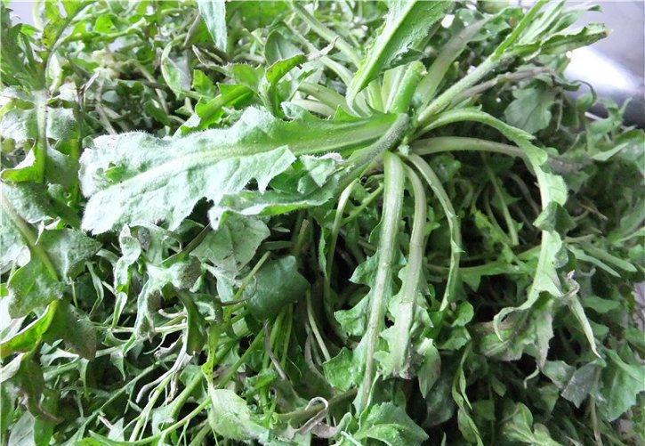 野荠菜的样子(野荠菜长得什么样)
