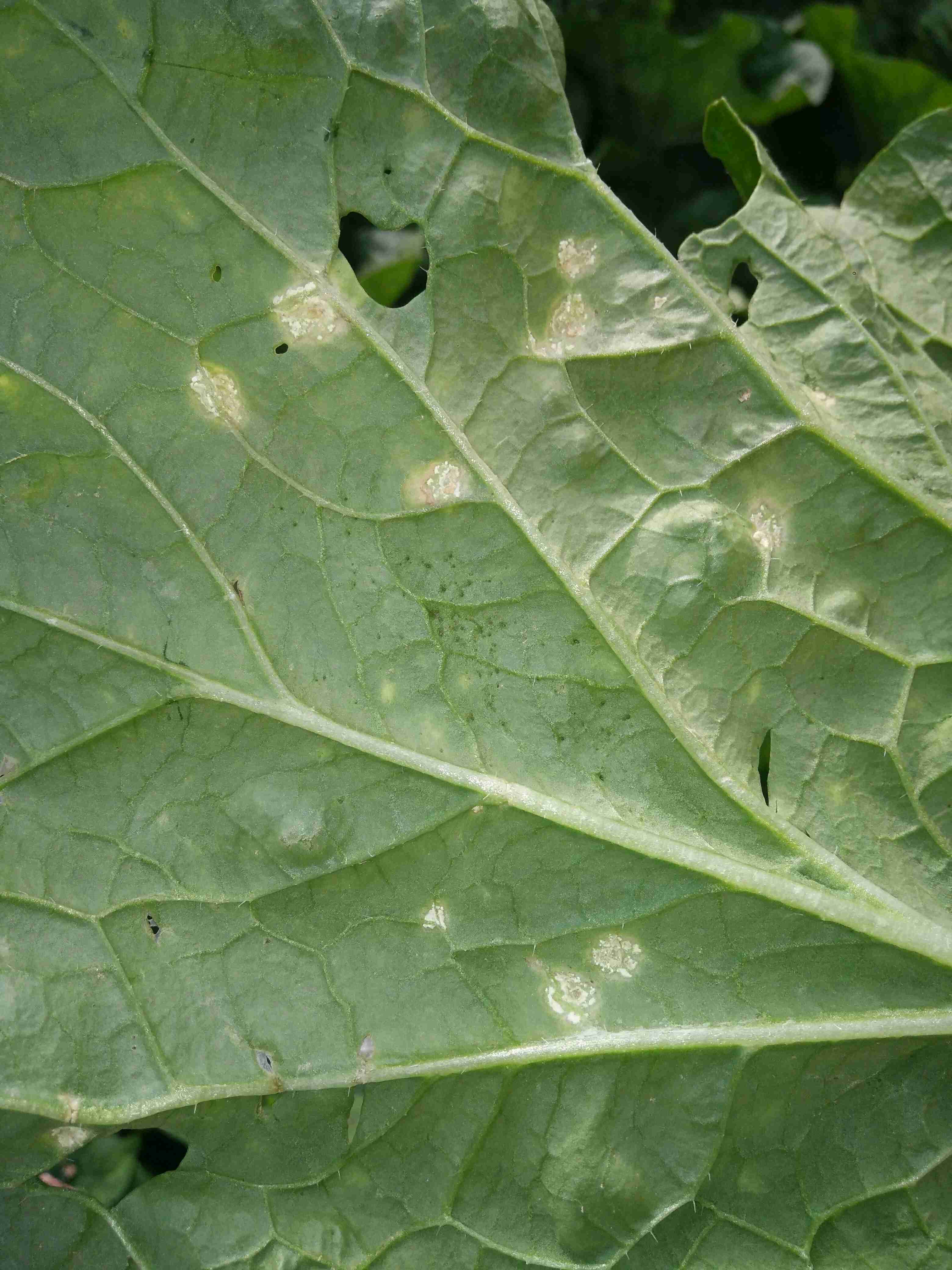 白菜病毒病图片(白菜病毒病图片及防治药)