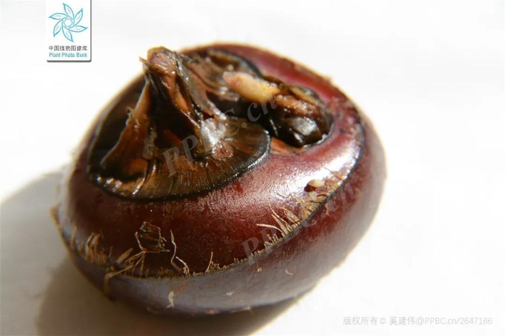 通天草现在叫什么(通天草现在叫什么拼音)