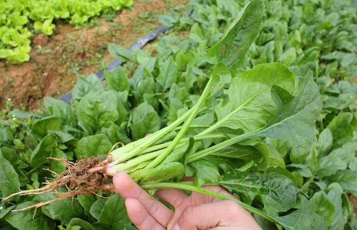 春季宜种植什么蔬菜(春季适宜种植哪些蔬菜)