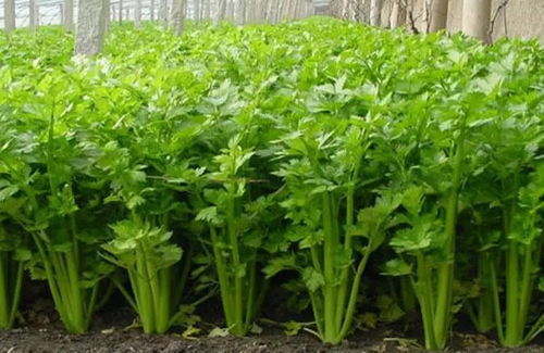 春季宜种植什么蔬菜(春季适宜种植哪些蔬菜)
